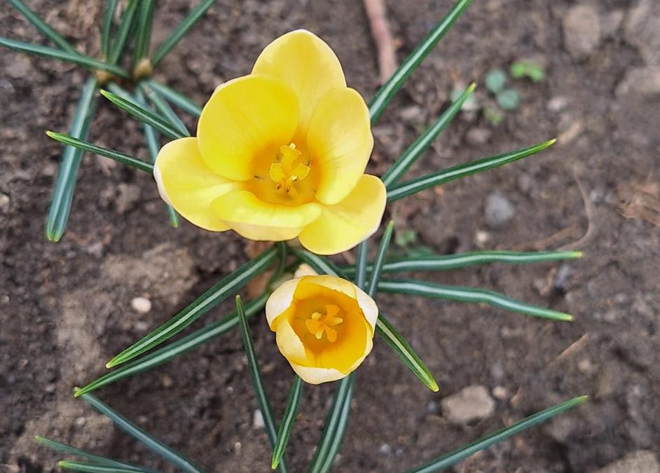 Projekt Krokus se zaključuje, krokusi pa so se na pomlad razcveteli